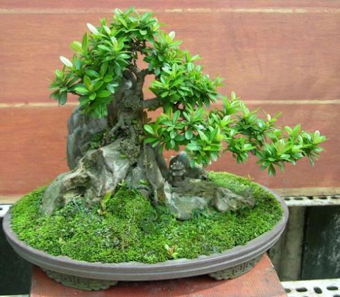 Bonsai, cây cảnh nghệ thuật, cay canh nghe thuat, cây thế, cay the, triển lãm cây cảnh nghệ thuật, trien lam cay canh nghe thuat